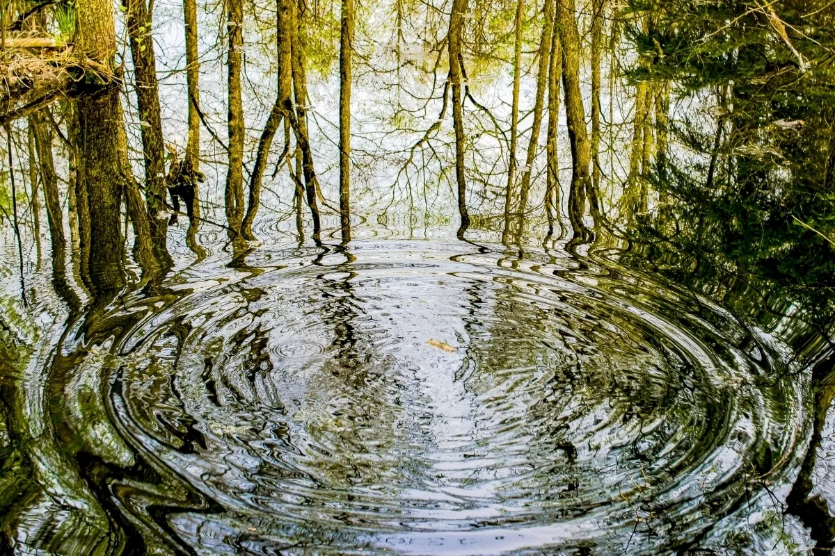 Ripples spreading through the reflection of bare trees in water